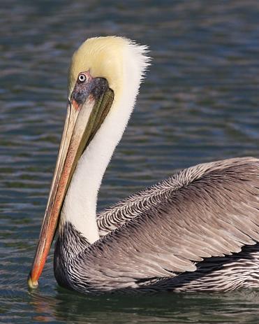Brown Pelican Photo by Rene Valdes