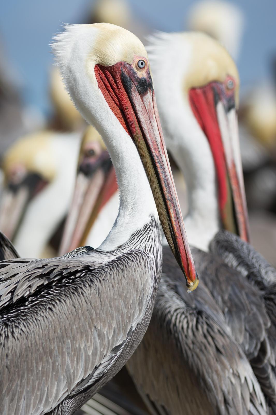 Brown Pelican Photo by Jesse Hodges