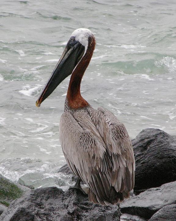 Brown Pelican Photo by Denis Rivard