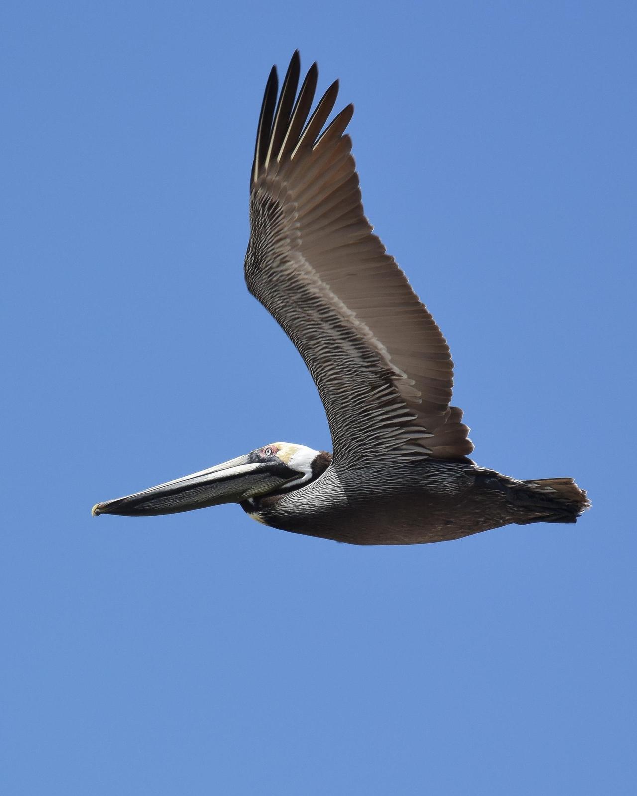 Brown Pelican Photo by Emily Percival