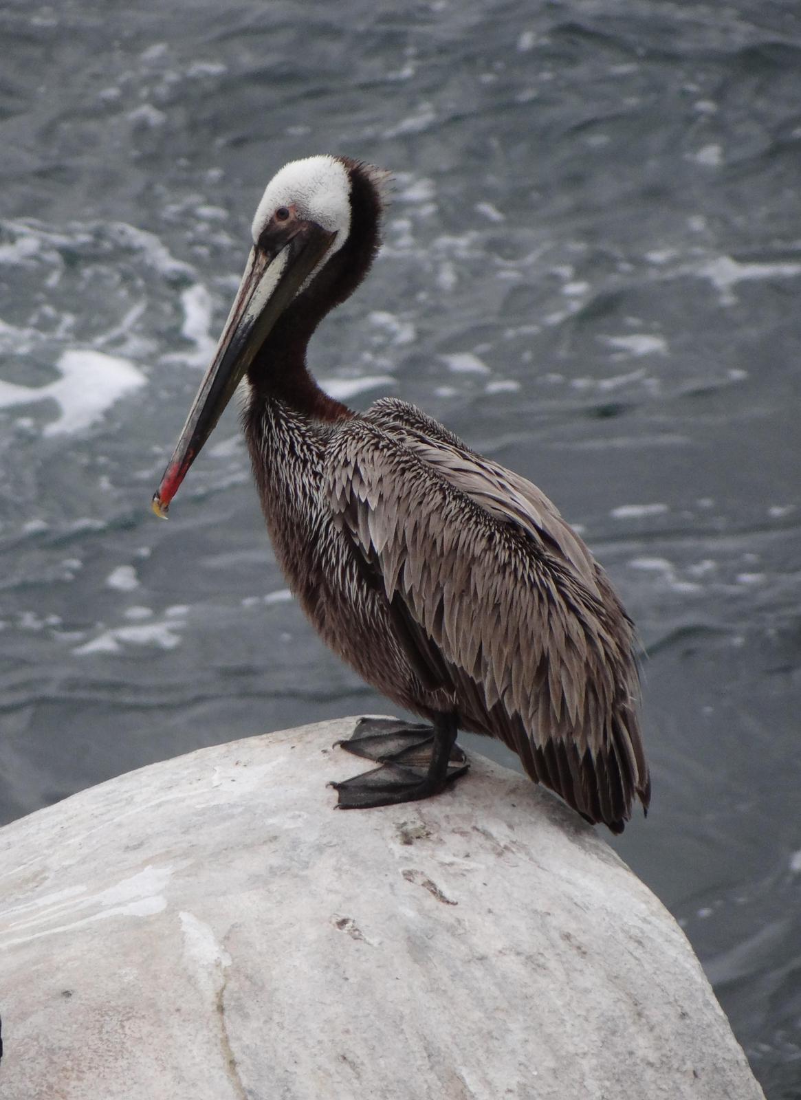 Brown Pelican Photo by Jeff Hardy