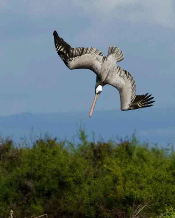 Brown Pelican Photo by Bob Hasenick