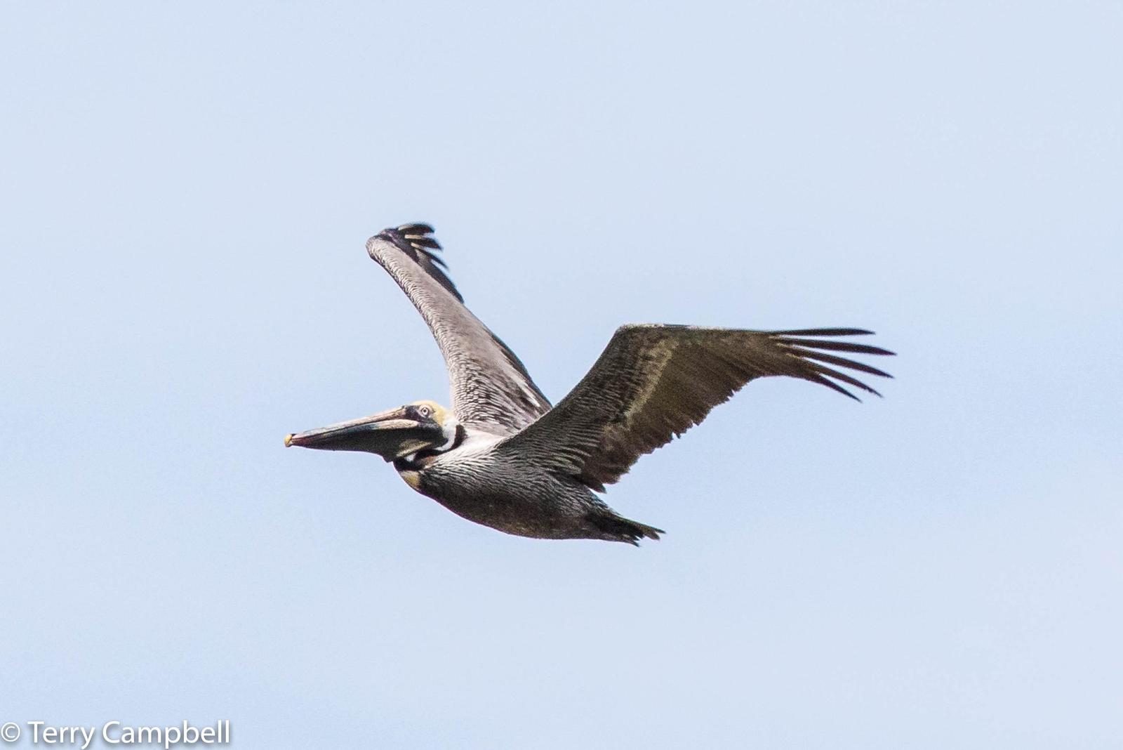 Brown Pelican Photo by Terry Campbell