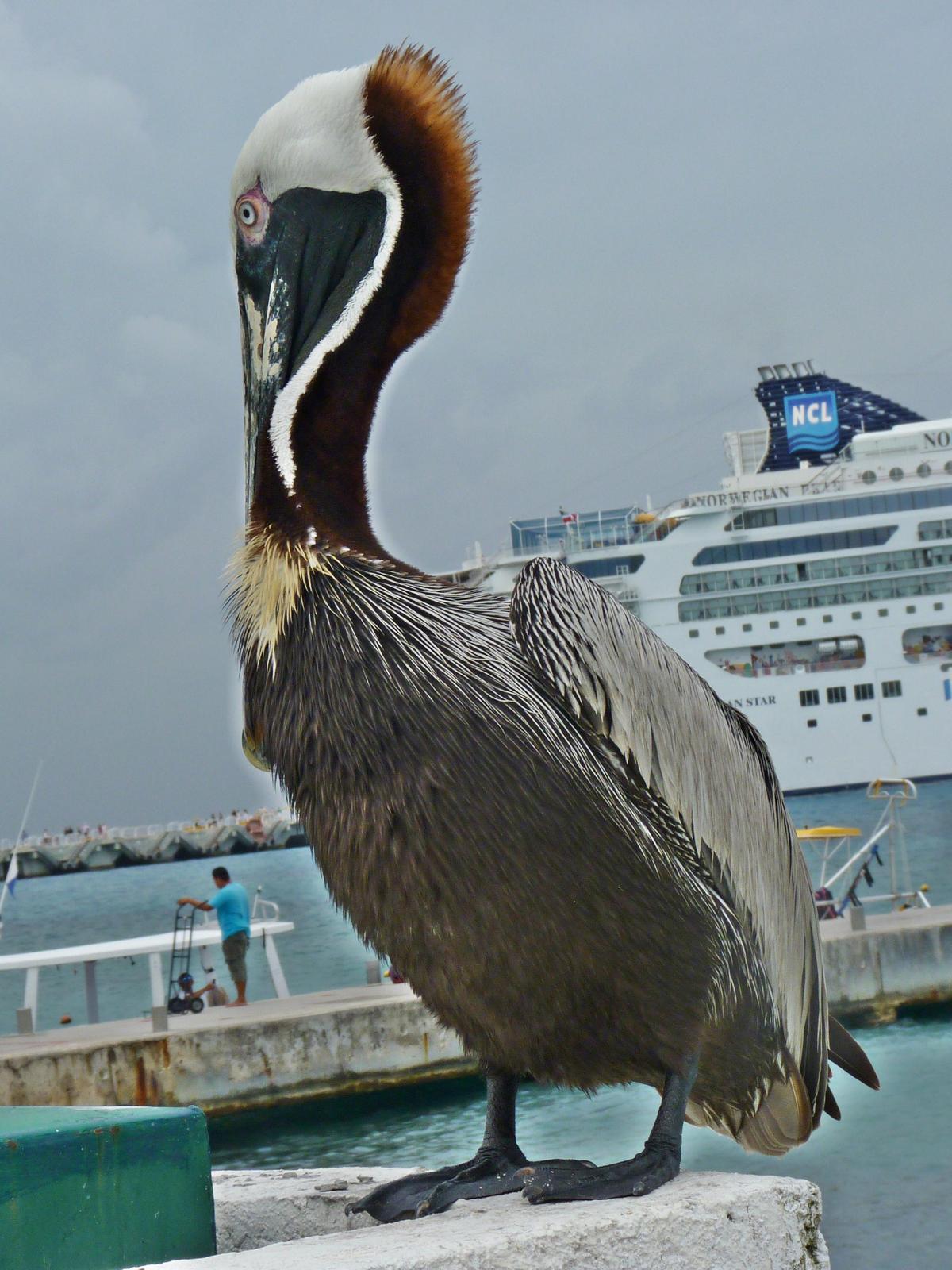 Brown Pelican Photo by Bob Neugebauer