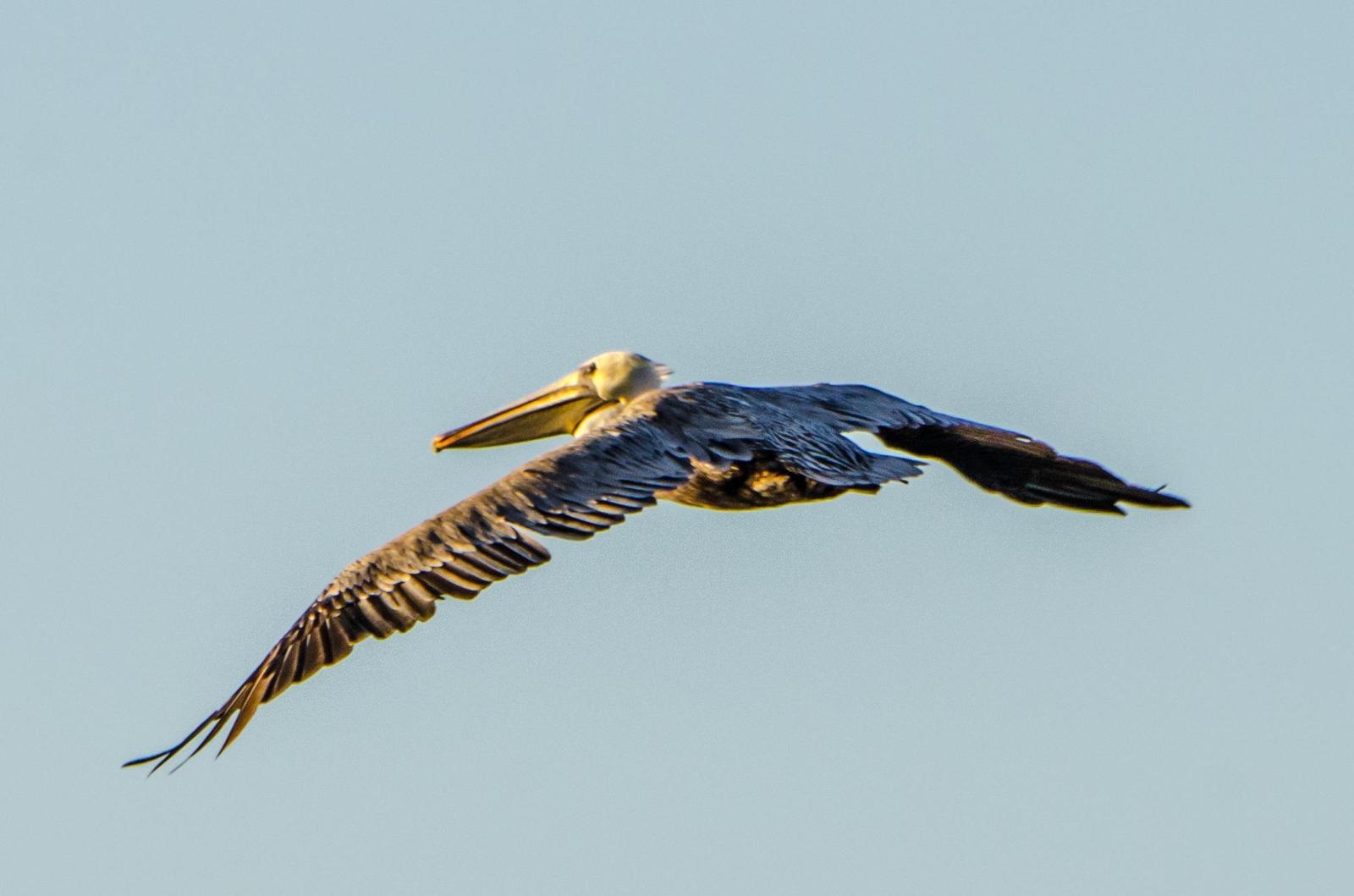 Brown Pelican Photo by Scott Yerges