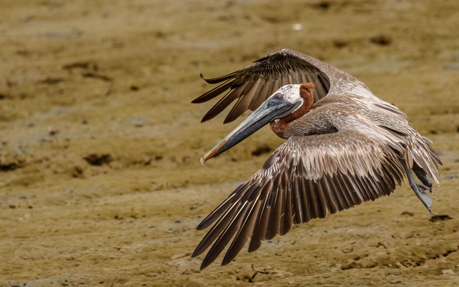 Brown Pelican Photo by Keshava Mysore