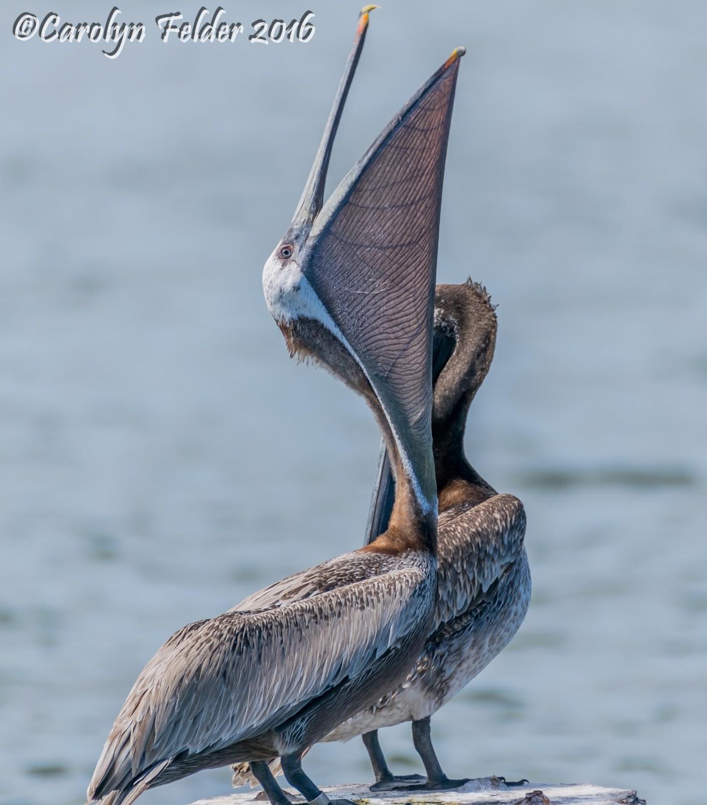 Brown Pelican Photo by Carolyn Felder