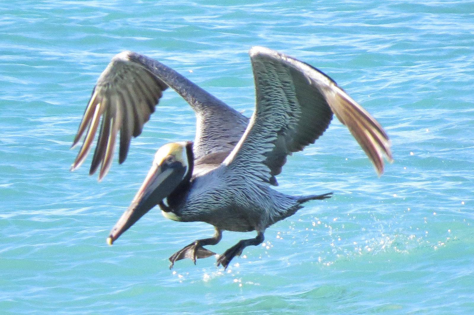 Brown Pelican Photo by Enid Bachman