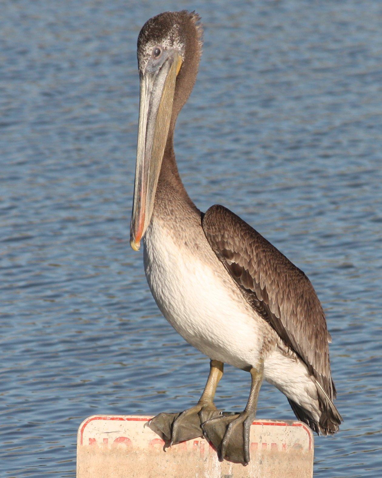 Brown Pelican Photo by Andrew Core