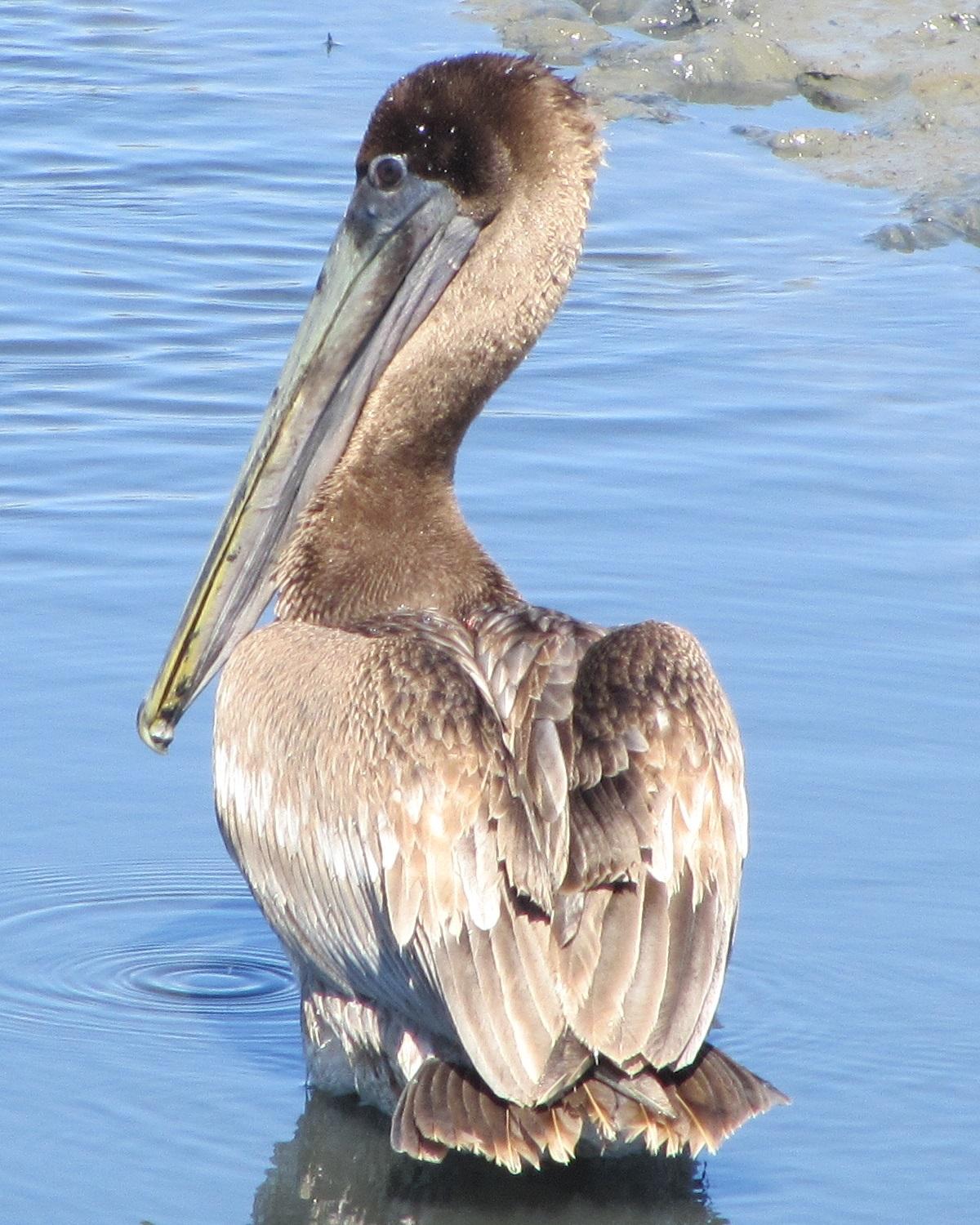Brown Pelican Photo by Sandra Forbes