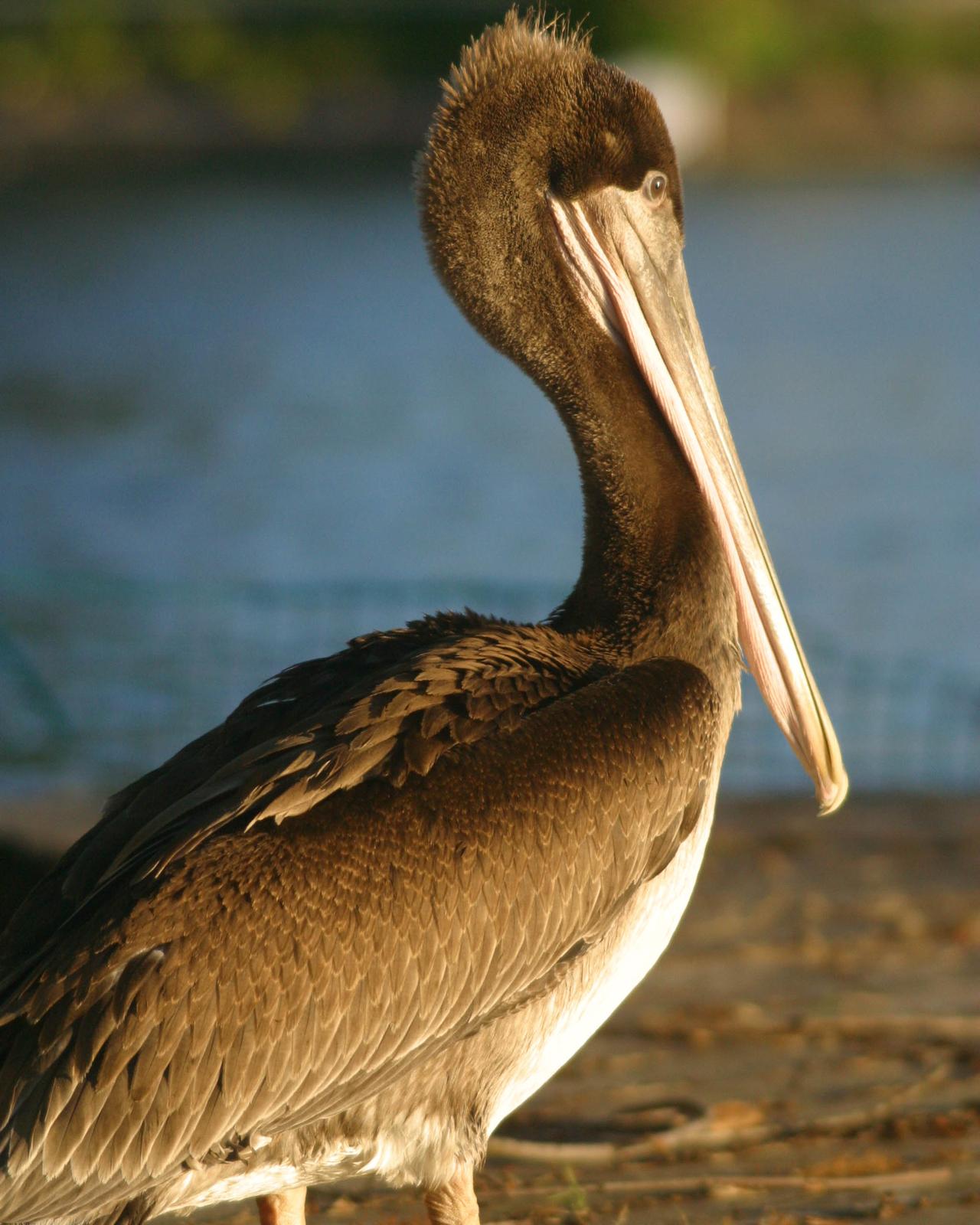 Brown Pelican Photo by Kasey Foley