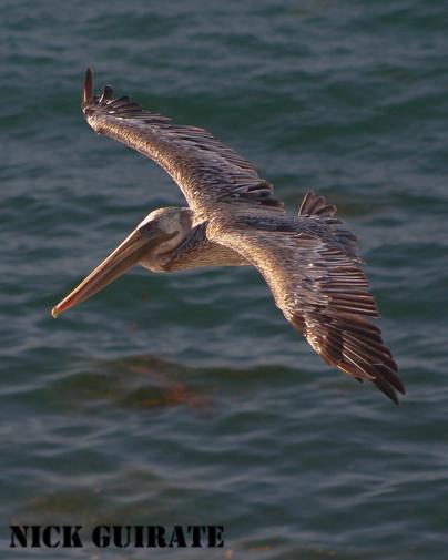 Brown Pelican Photo by Nick Guirate