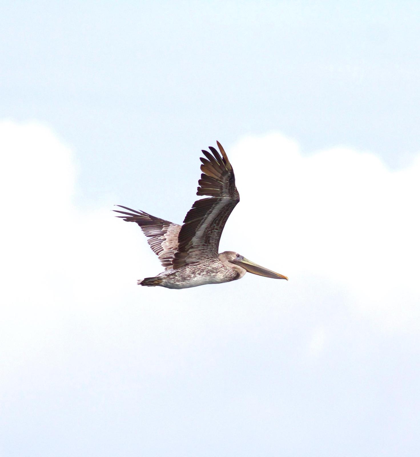 Brown Pelican Photo by Kathryn Keith