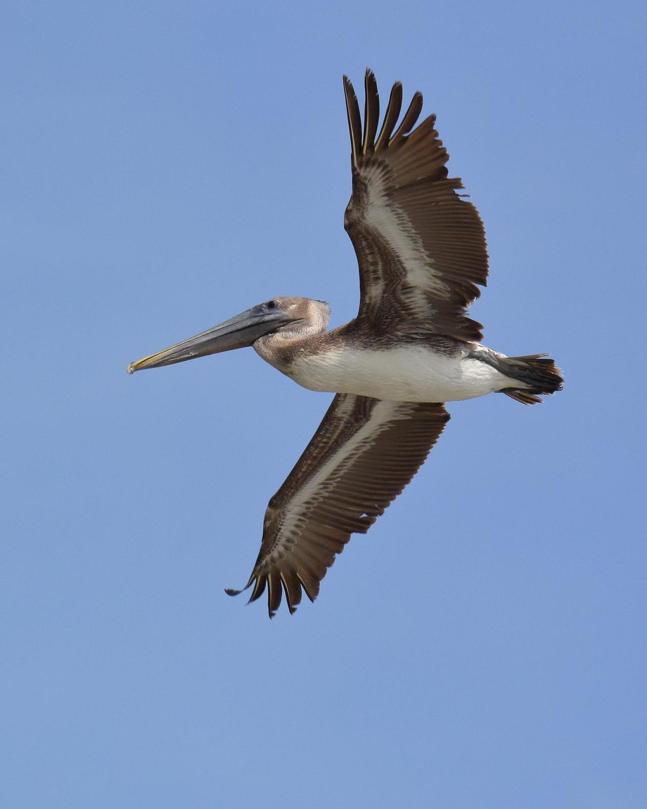 Brown Pelican Photo by Steve Percival
