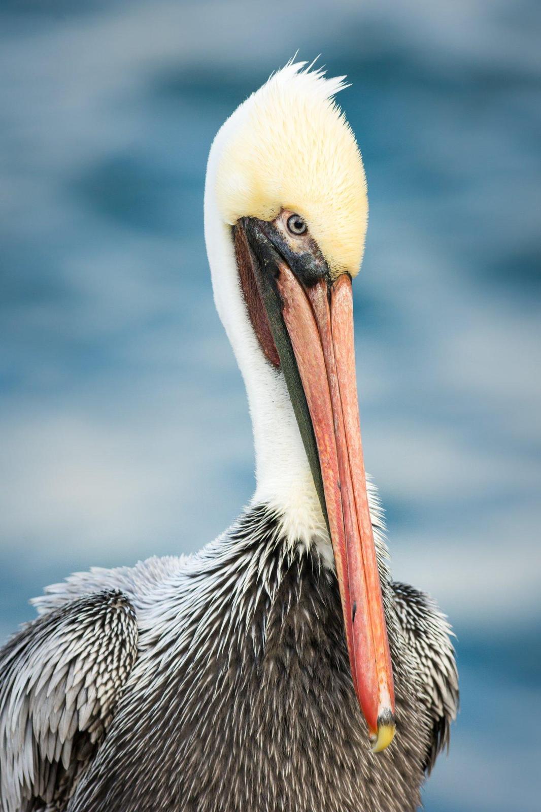 Brown Pelican Photo by Jesse Hodges