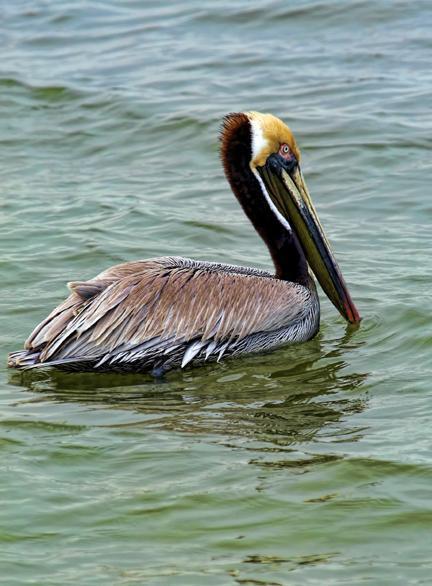 Brown Pelican Photo by Dan Tallman