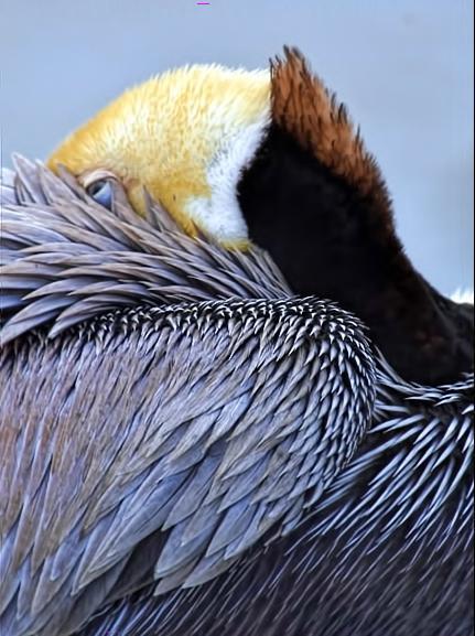 Brown Pelican Photo by Dan Tallman