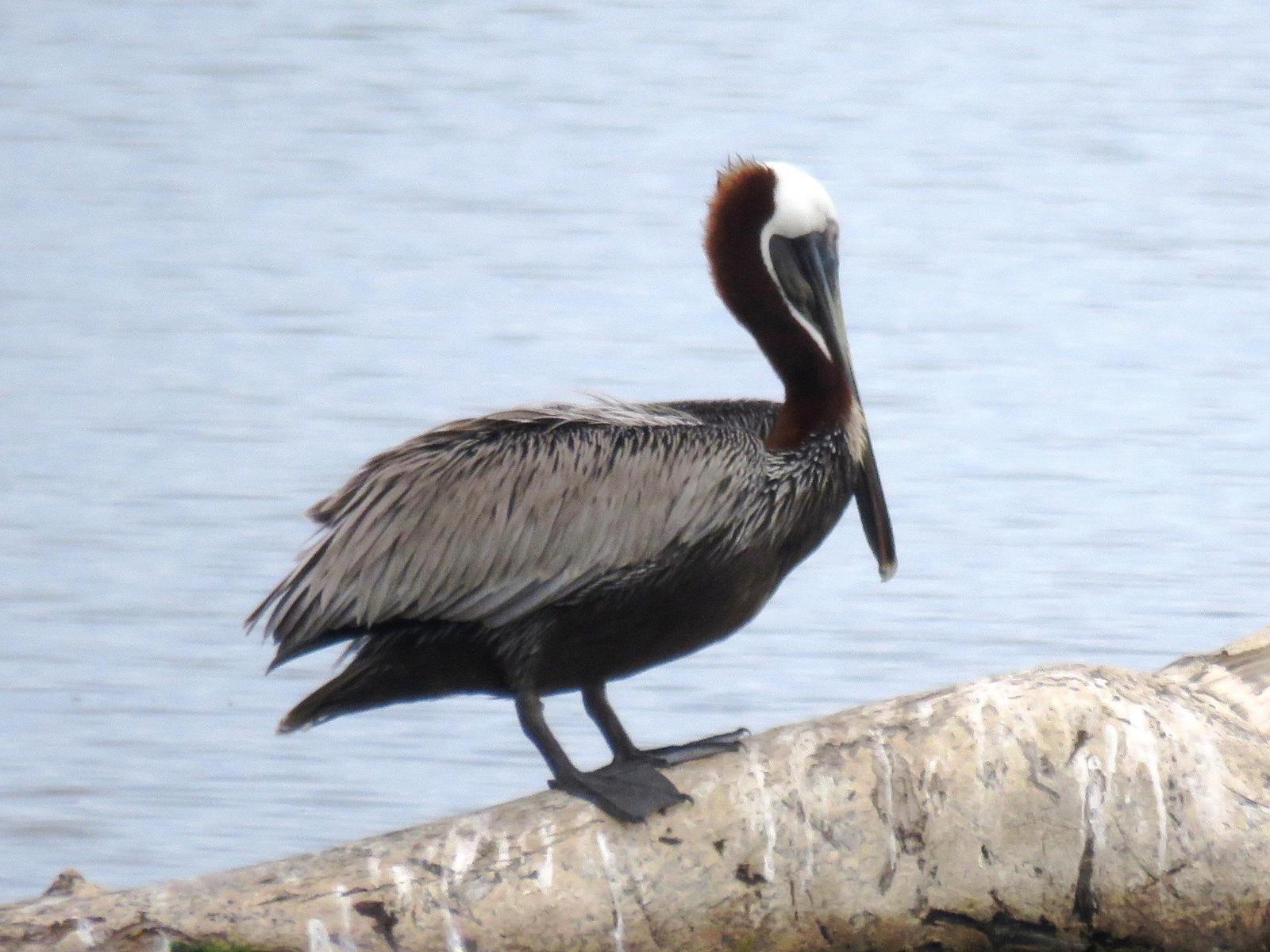 Brown Pelican (Southern) Photo by Quetzal Tours