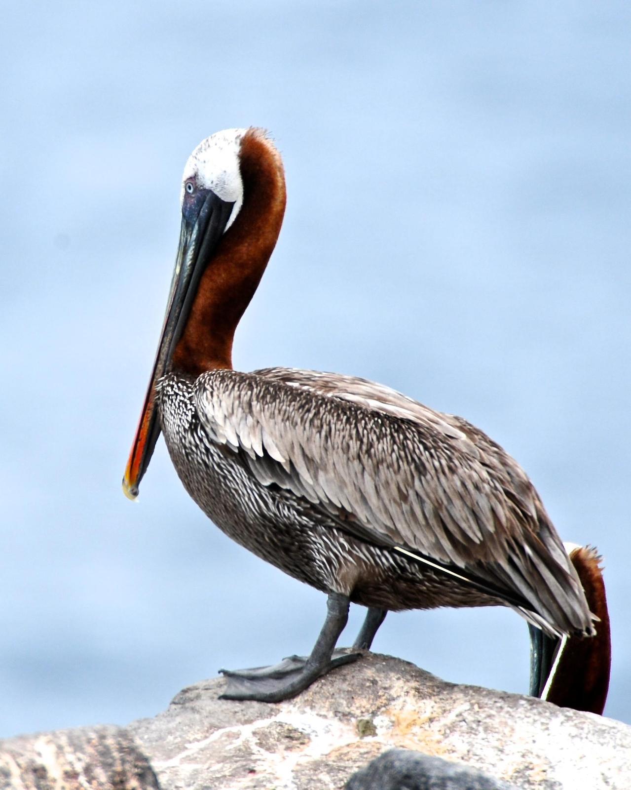 Brown Pelican (Southern) Photo by Gerald Friesen