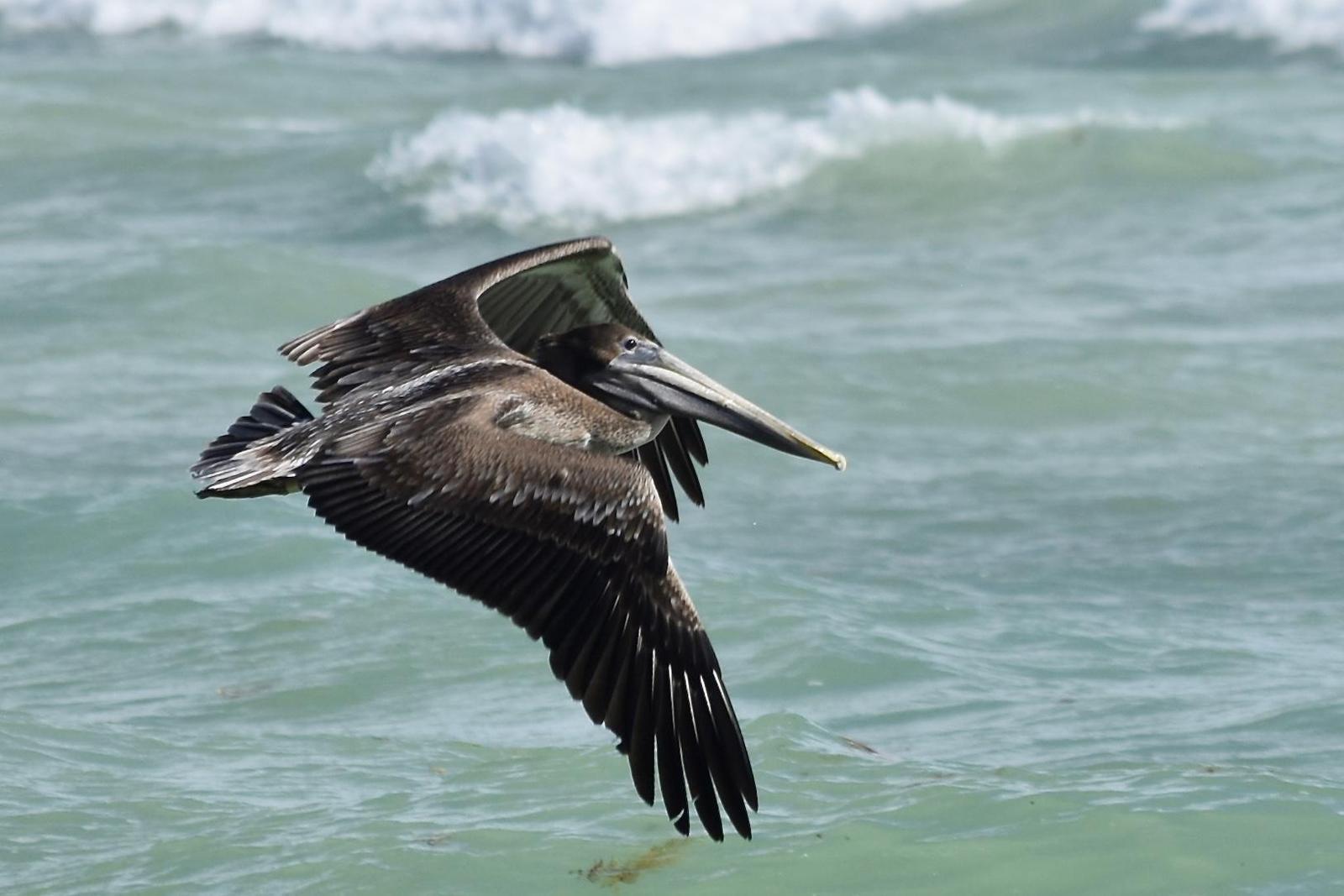 Brown Pelican (Southern) Photo by Evelyn [aret