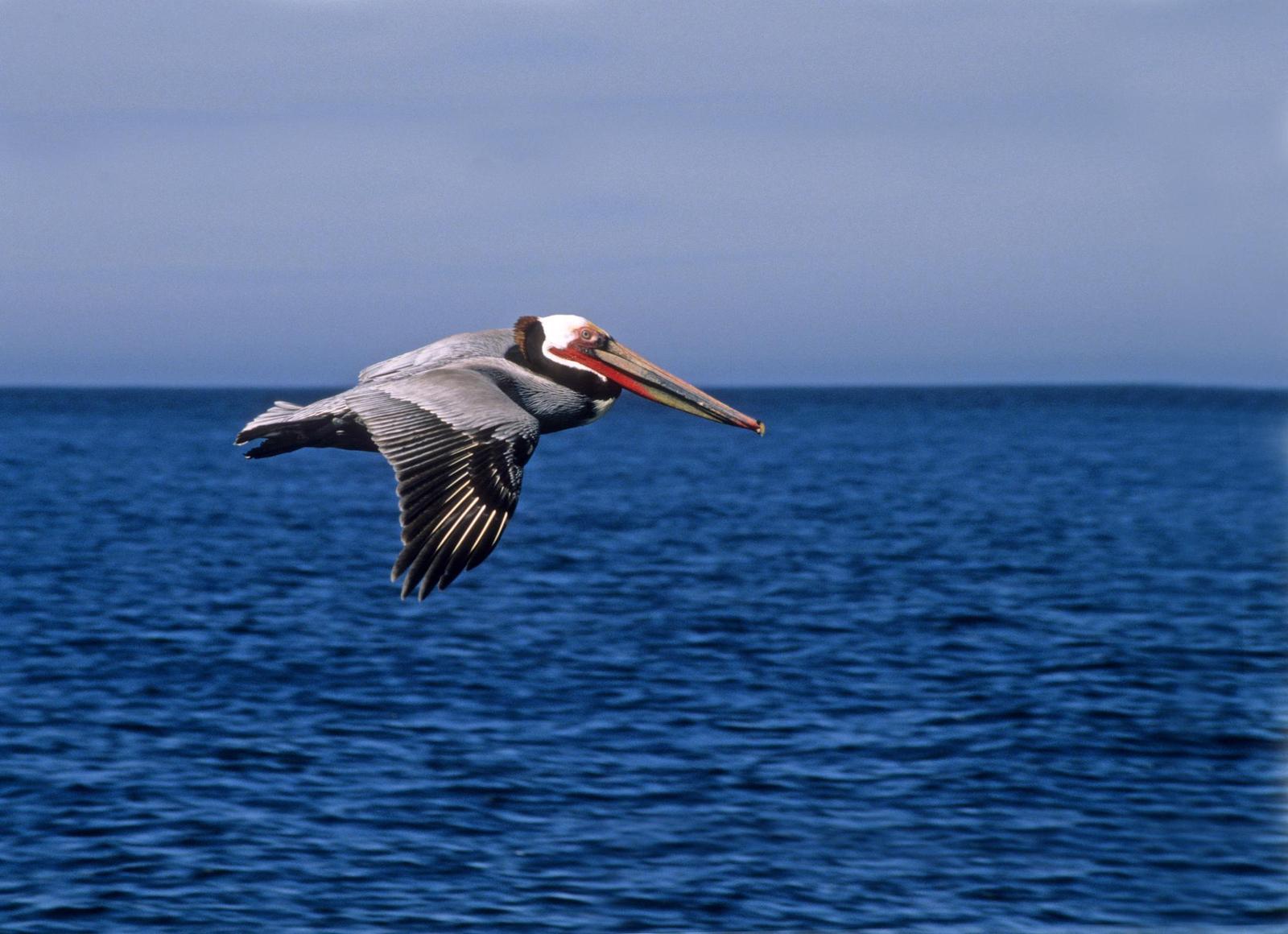 Brown Pelican (California) Photo by Steven Mlodinow