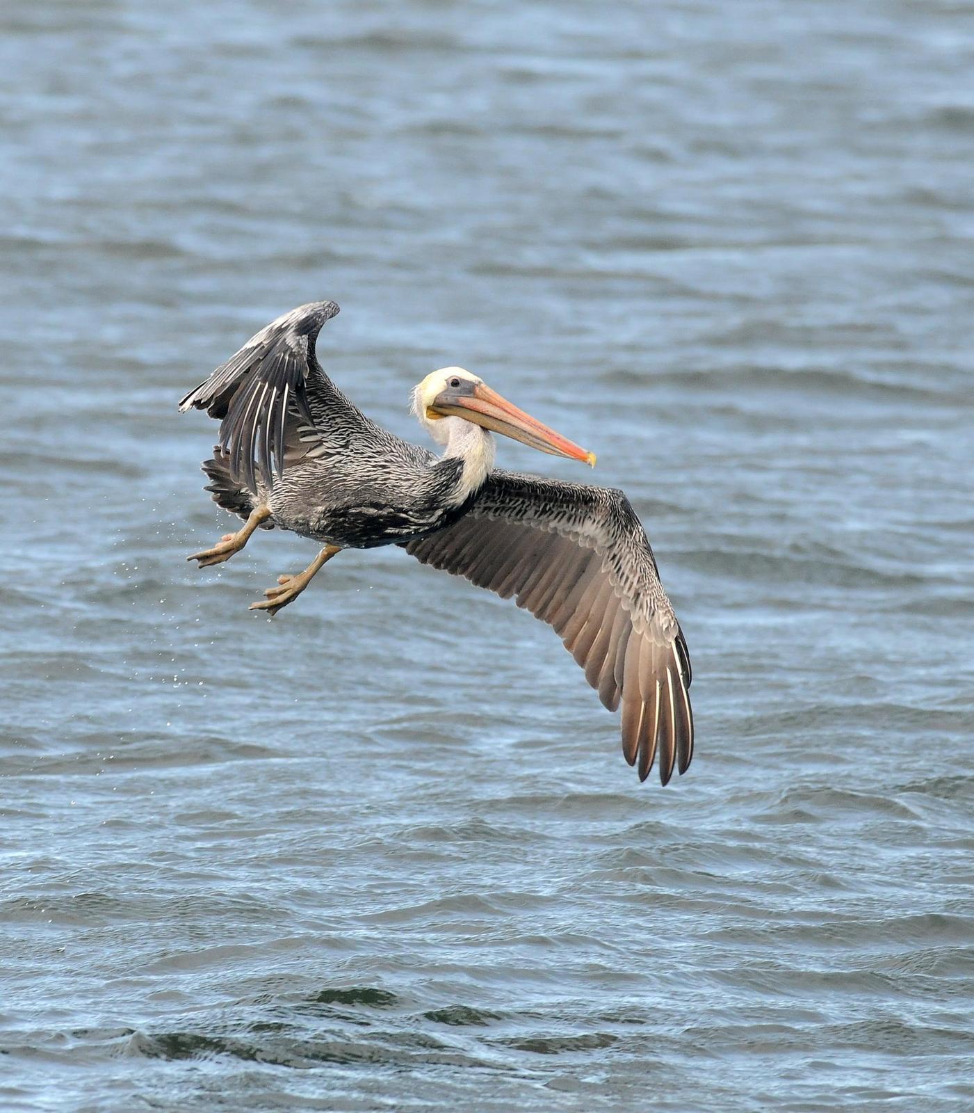 Brown Pelican (California) Photo by Steven Mlodinow