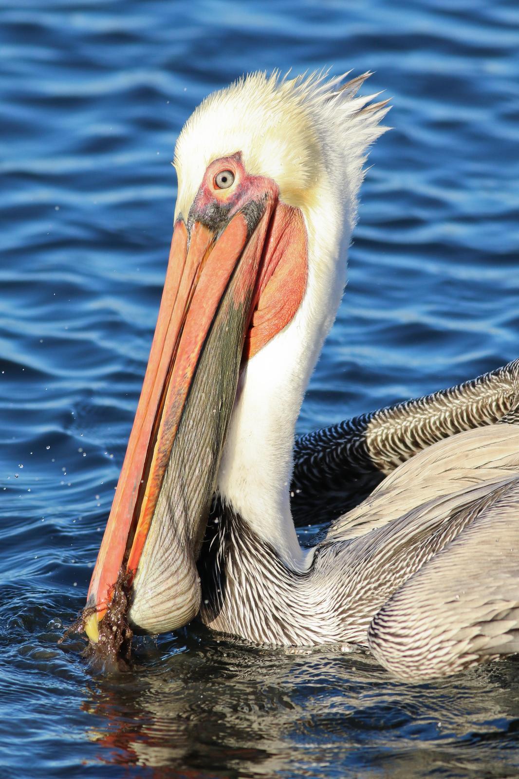 Brown Pelican (California) Photo by Tom Ford-Hutchinson