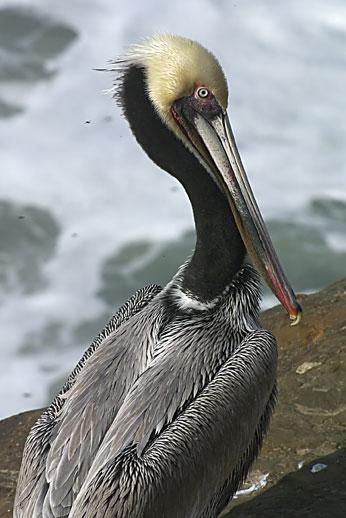 Brown Pelican (California) Photo by Dan Tallman