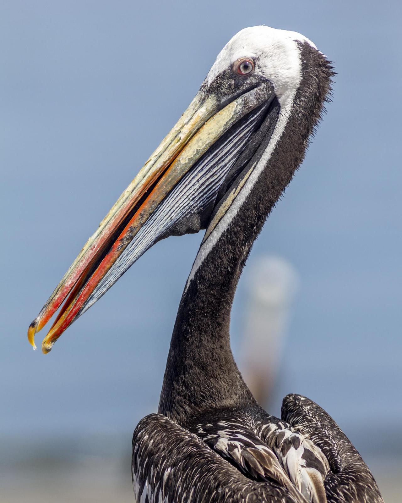 Peruvian Pelican Photo by David Rebata