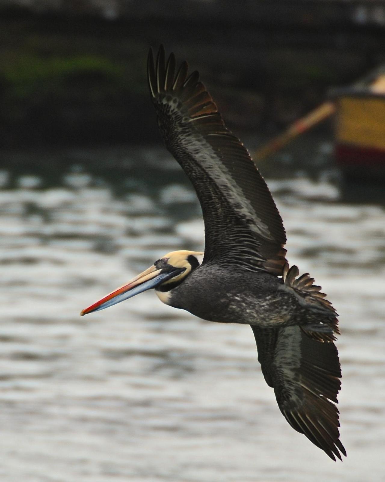 Peruvian Pelican Photo by Gerald Friesen