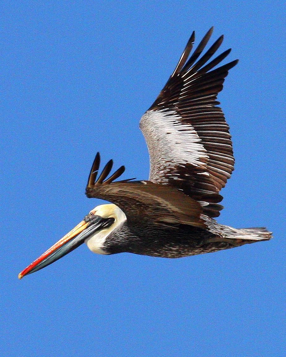 Peruvian Pelican Photo by Matthew Brady