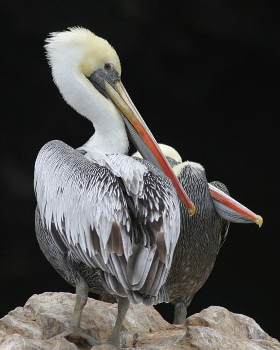 Peruvian Pelican Photo by Peter Boesman