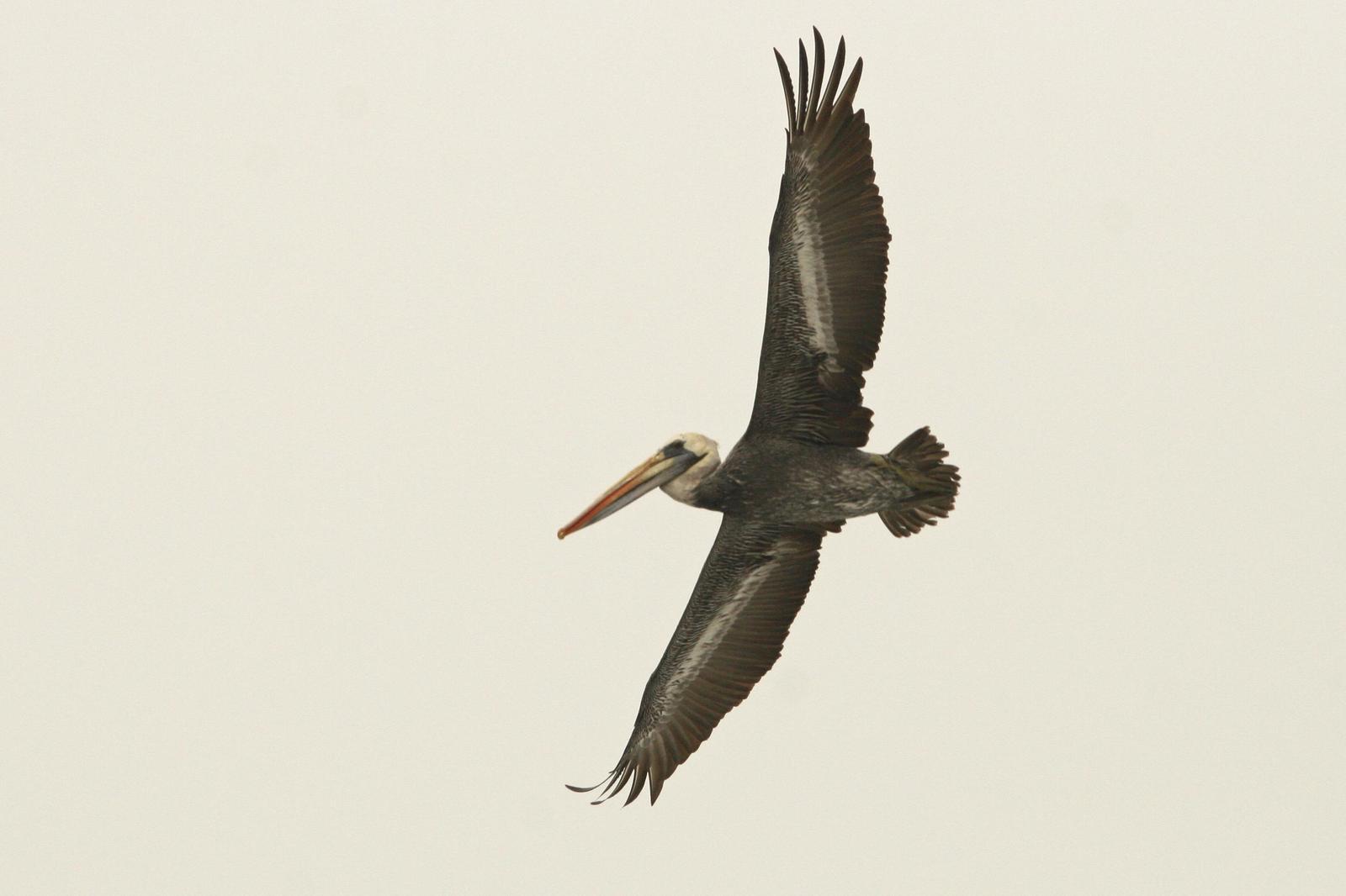 Peruvian Pelican Photo by Oscar Johnson