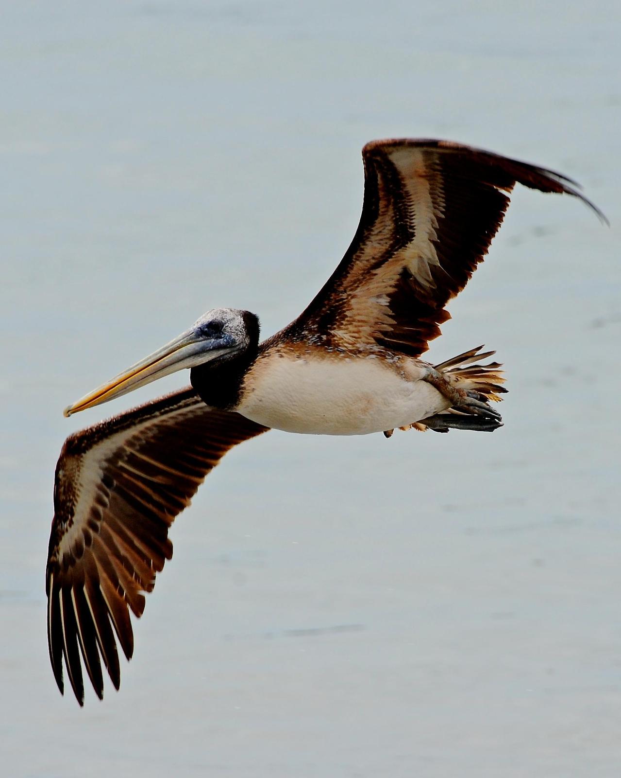 Peruvian Pelican Photo by Gerald Friesen