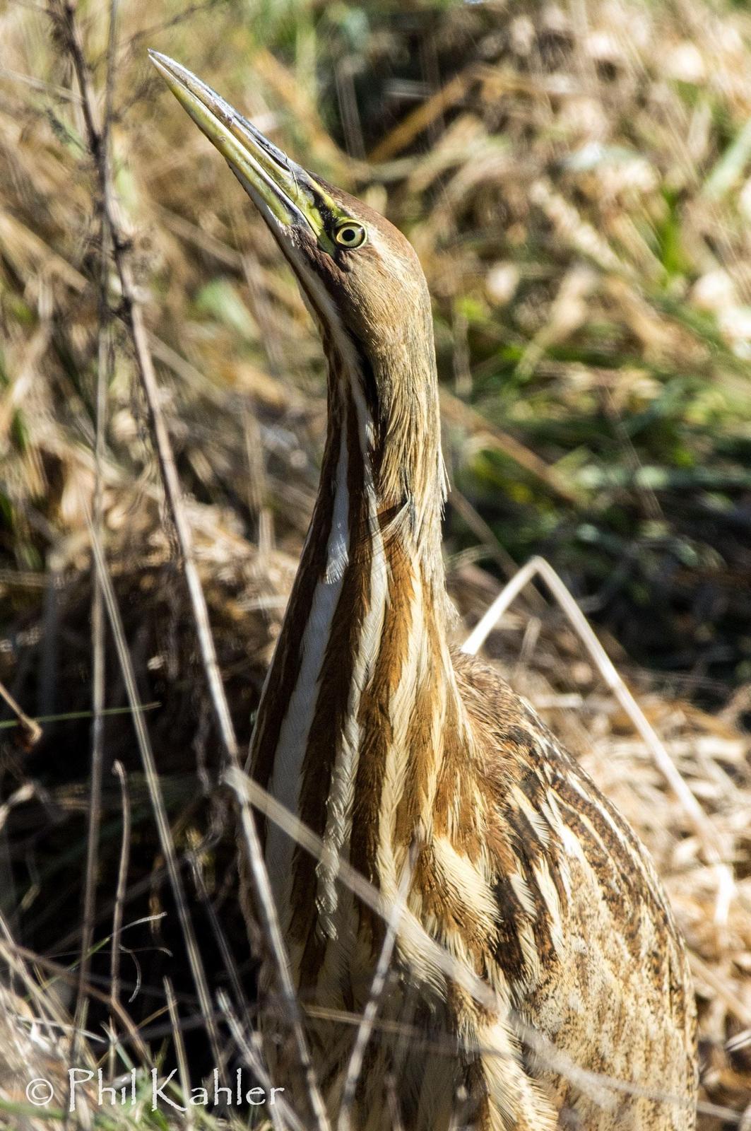American Bittern Photo by Phil Kahler