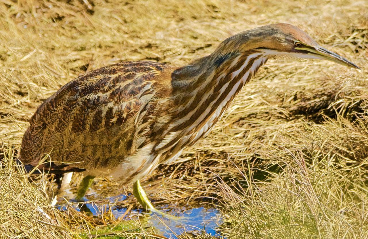 American Bittern Photo by Brian Avent