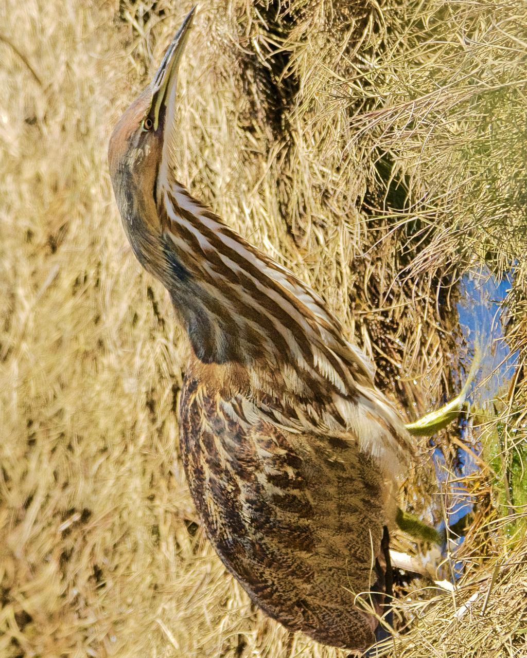 American Bittern Photo by Brian Avent