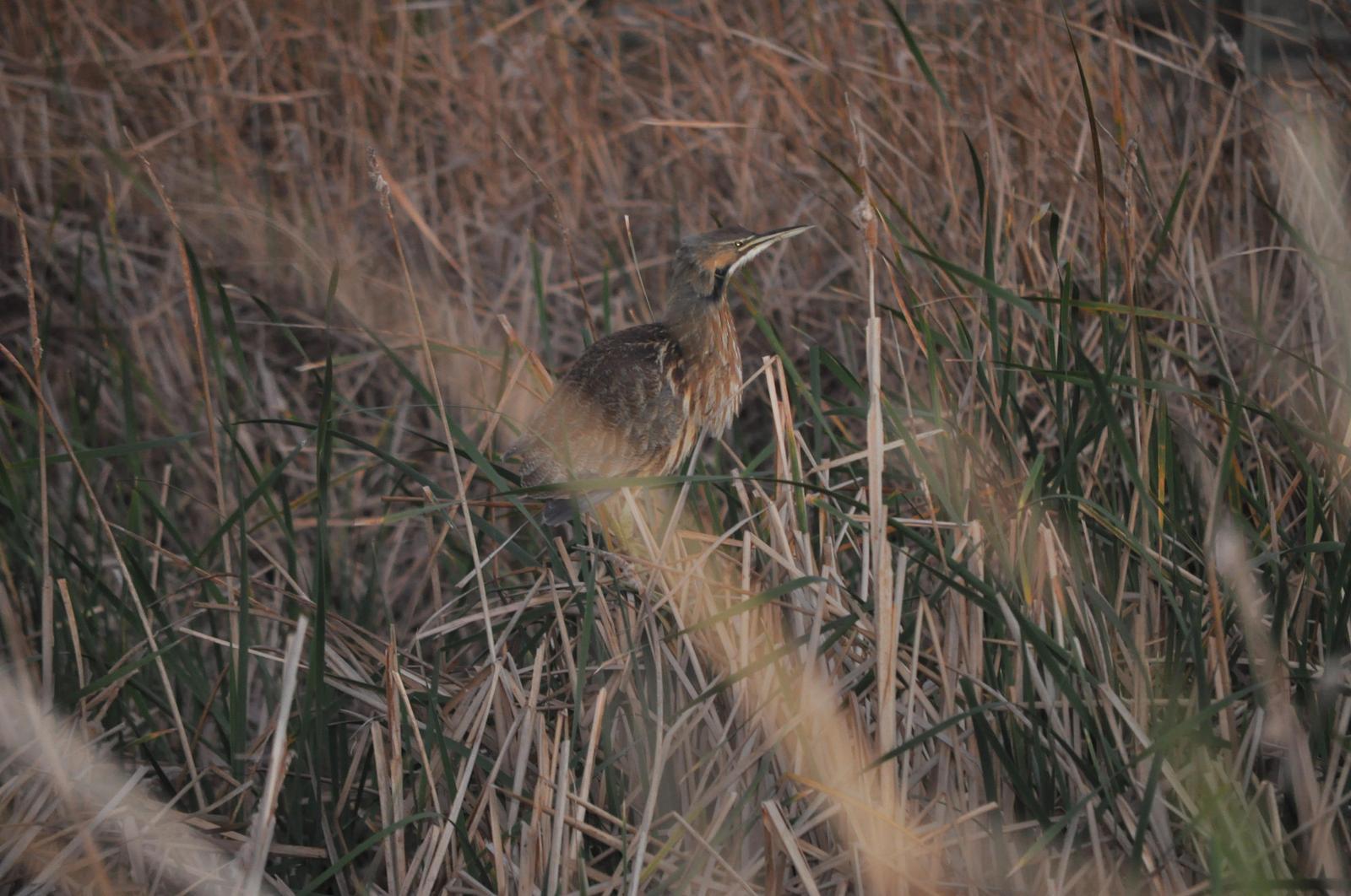 American Bittern Photo by Terry Campbell
