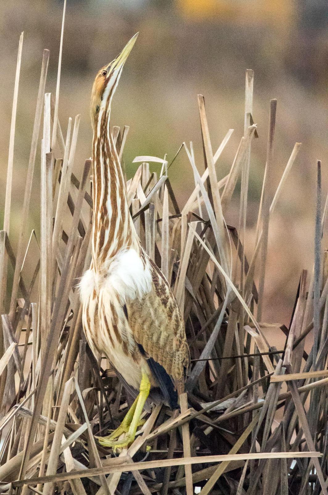 American Bittern Photo by Phil Kahler