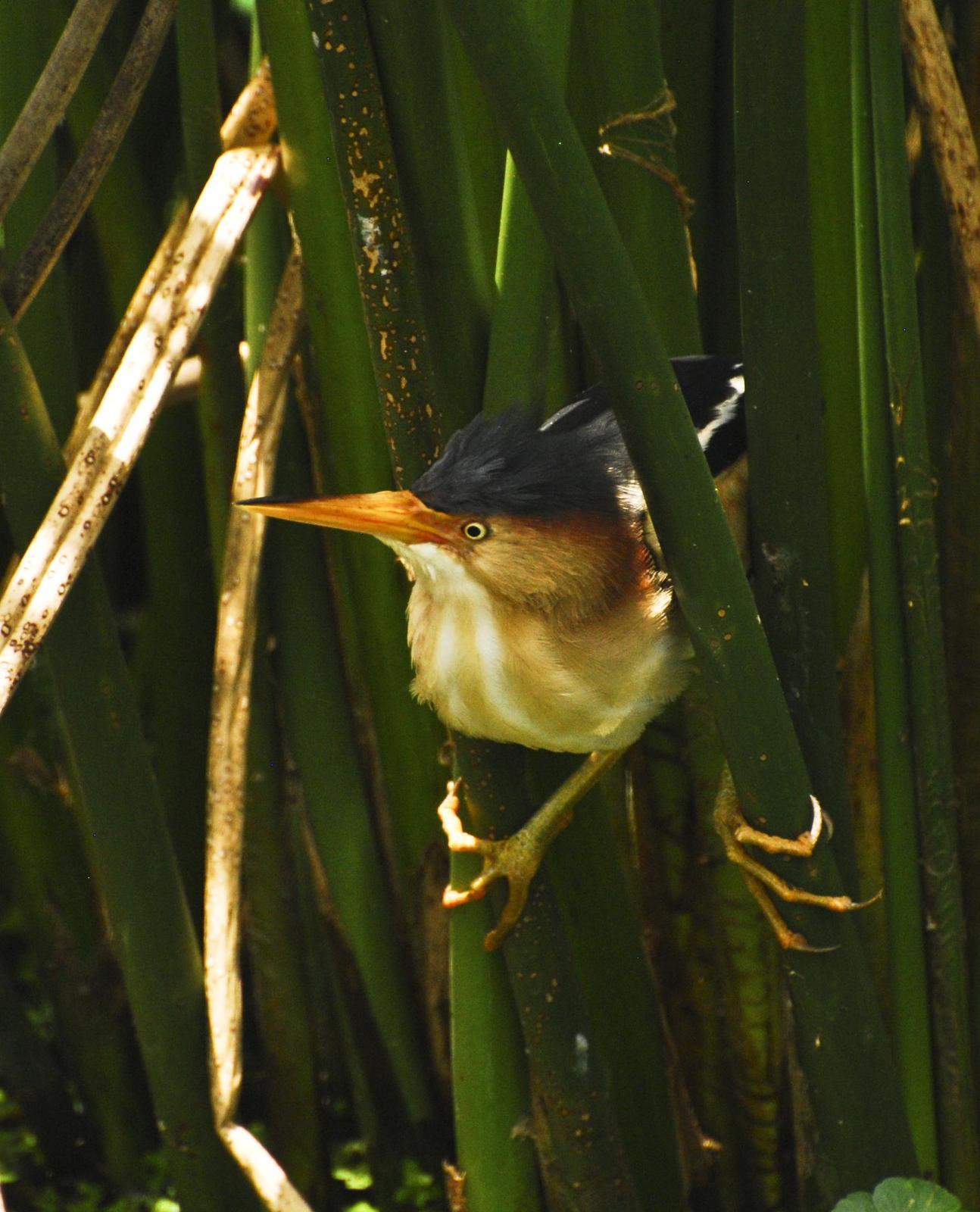 Least Bittern Photo by Laurie  Stone