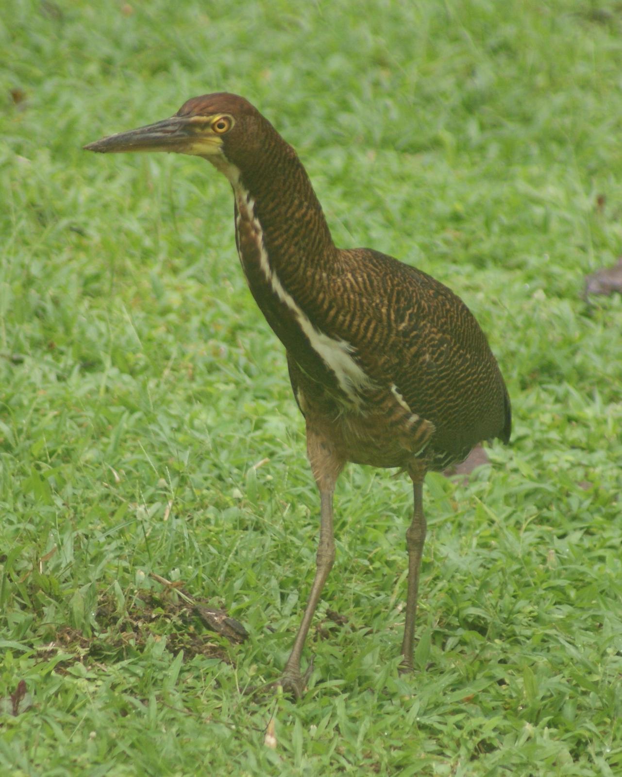 Rufescent Tiger-Heron Photo by Robin Oxley