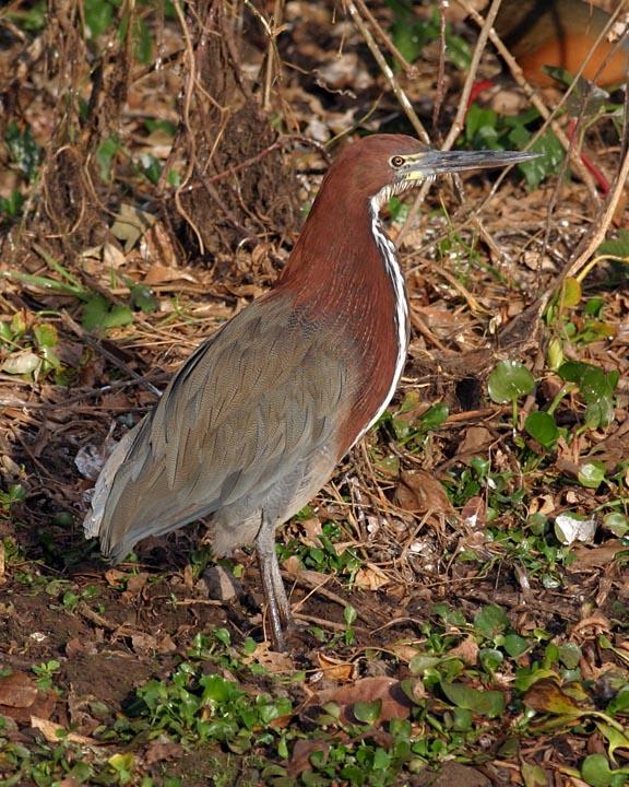 Rufescent Tiger-Heron Photo by Peter Boesman