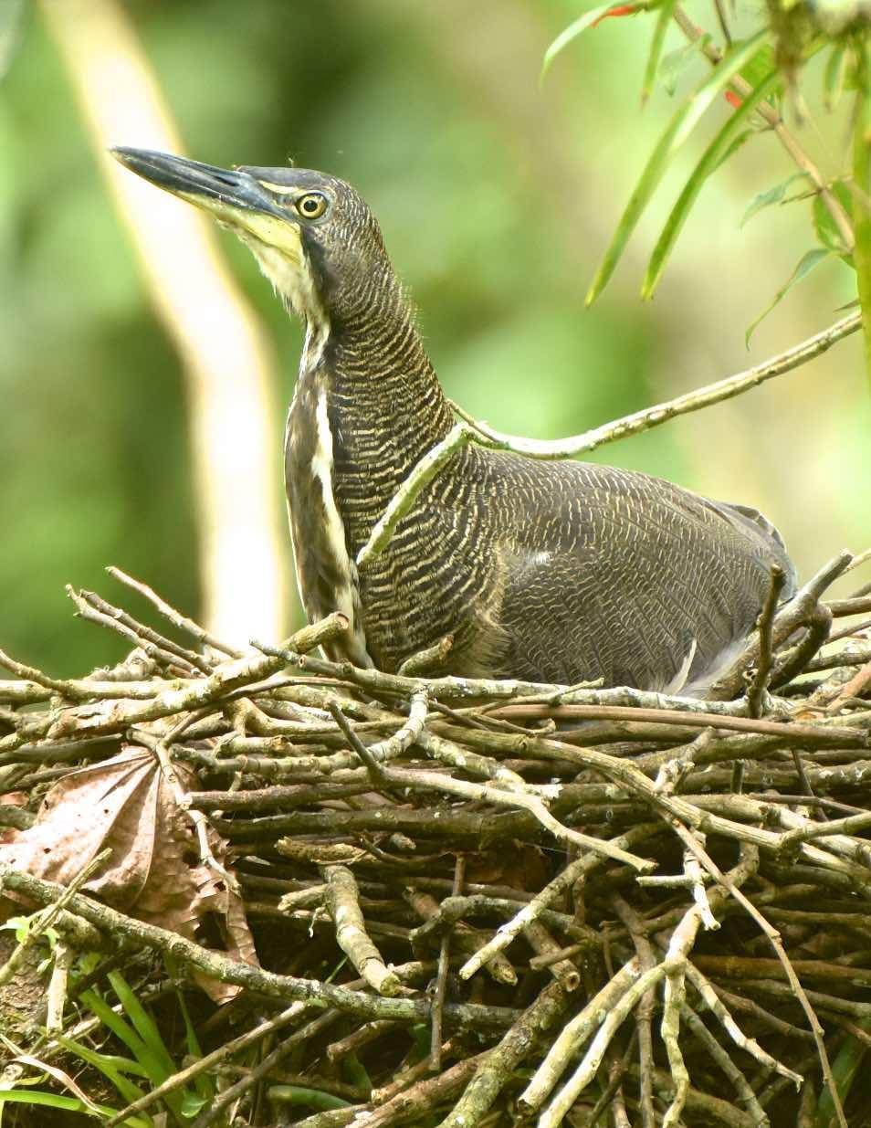 Fasciated Tiger-Heron Photo by Andrew Pittman