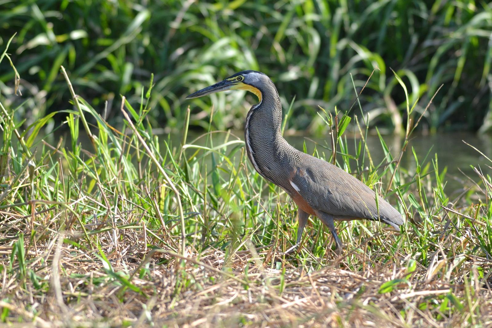 Bare-throated Tiger-Heron Photo by Timothy McKee