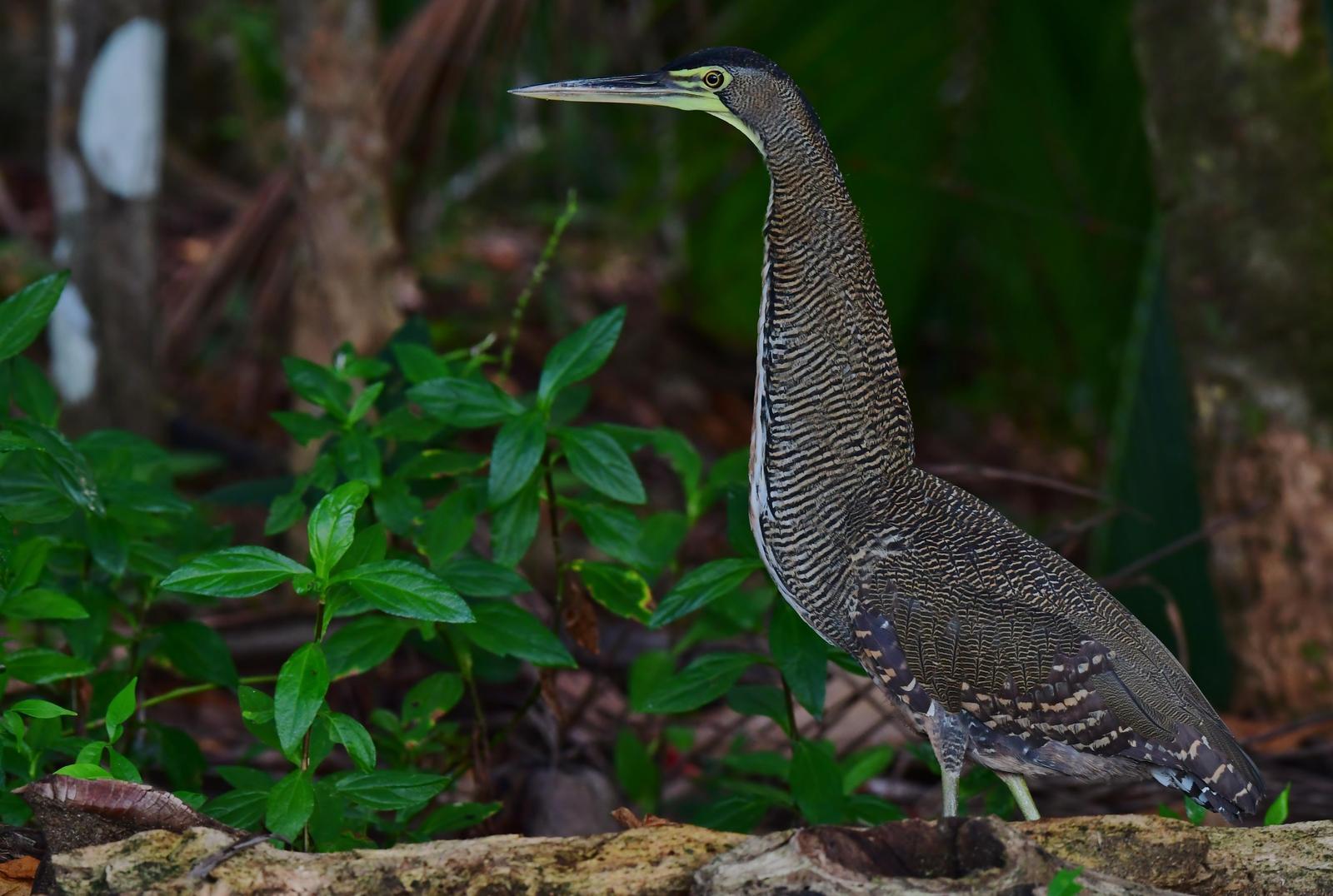 Bare-throated Tiger-Heron Photo by Gareth Rasberry