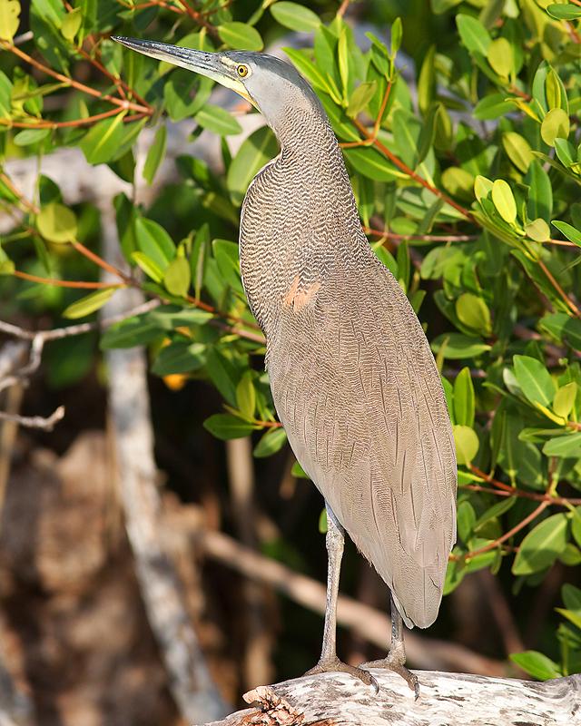 Bare-throated Tiger-Heron Photo by Ryan Shaw