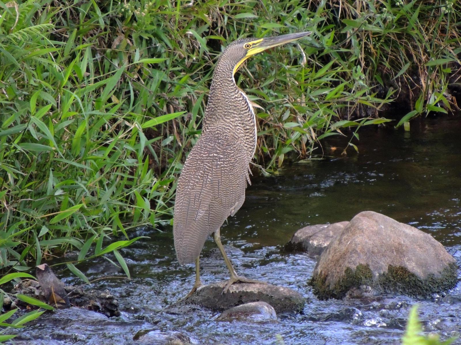 Bare-throated Tiger-Heron Photo by GREG THOMAS