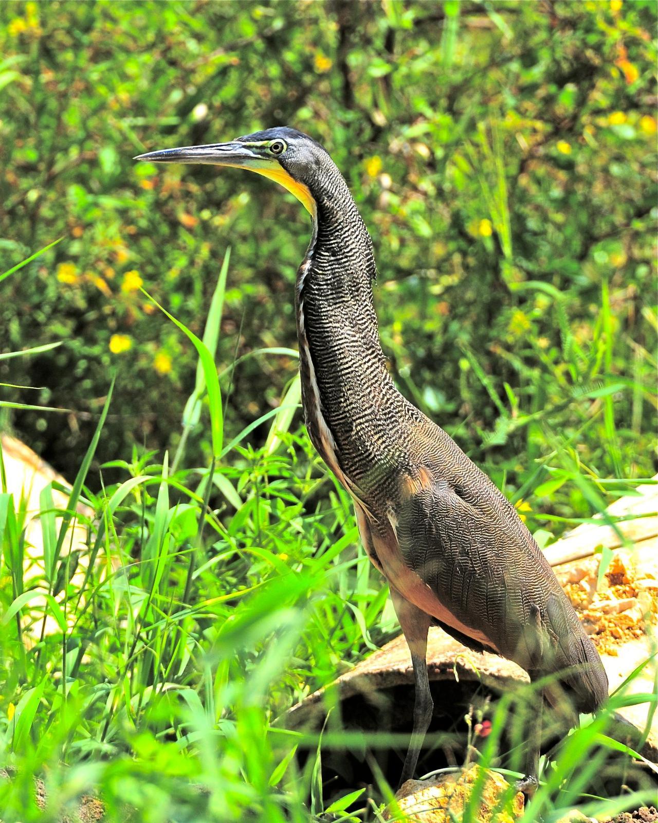 Bare-throated Tiger-Heron Photo by Gerald Friesen