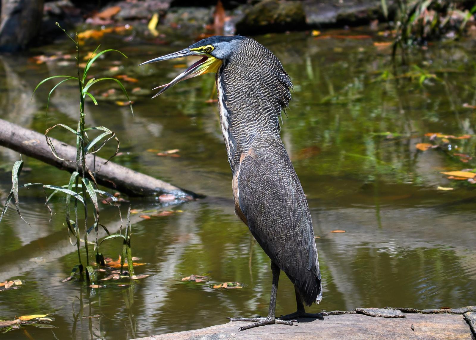 Bare-throated Tiger-Heron Photo by Gerald Hoekstra