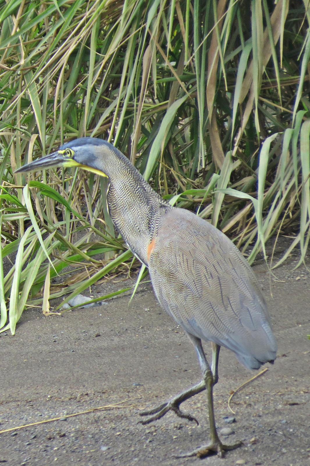 Bare-throated Tiger-Heron Photo by Enid Bachman